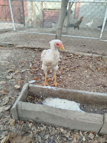 узи на дому: Продаю | Куры — 1