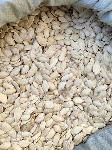 семена огурцов: Тыквенные семечки (неочищенные, крупные) - Натуральные семена тыквы — 3