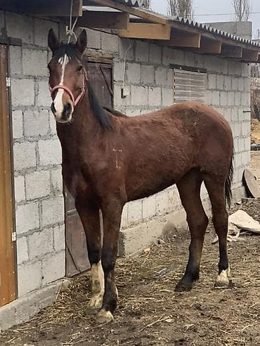 собака авчарка: Продаю | Конь (самец), Жеребец | Рабочий — 1