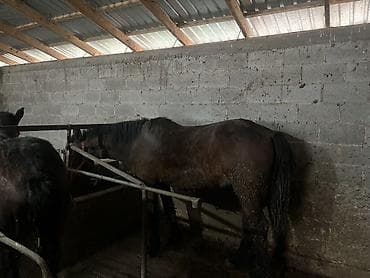 лошадь токмок: Продаю | Кобыла (самка), Жеребенок | Рабочий — 3