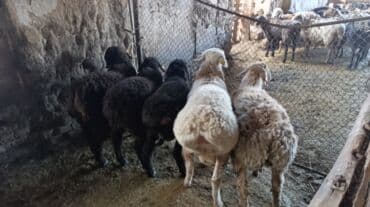 дом кошек: Продаю | Овца (самка), Баран (самец) — 6