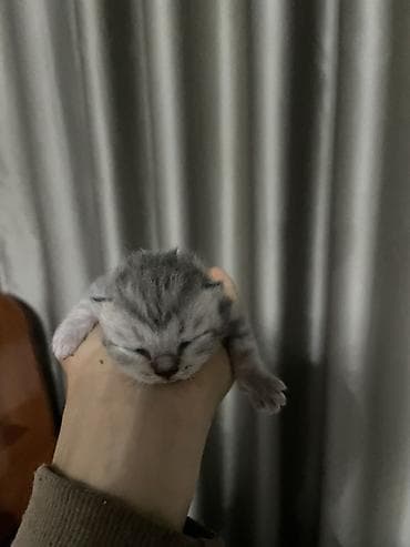 котенок в добрые руки: Британские короткошёрстные котята, окрас серебристый табби — 3