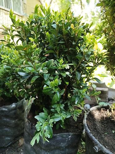 самшиты круглые: Самшит (Buxus sempervirens) в контейнере - Компактные густые кусты с — 3