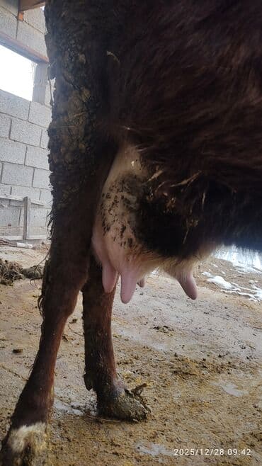 вязка собак: Продаю | Корова (самка) | Для молока | Привязанные — 4