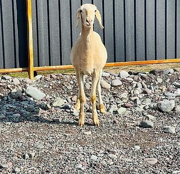 животные собака: Продаю | Овца (самка), Ягненок | Гиссарская, Арашан | Для разведения | Матка, Ярка, Ягнившаяся — 3