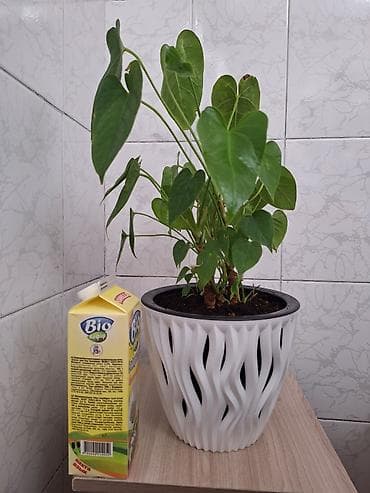 Комнатное растение цветы,цветок, горшок мужское счастье at lalafo.kg Комнатное растение цветы,цветок, горшок мужское счастье