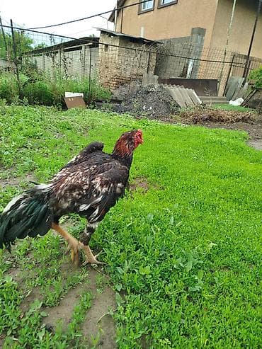 голуби такла: Продаю | Петух | Дакан | Для разведения — 2