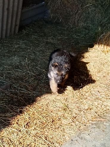 Щенок (тип овчарки) — активный, любознательный, с густой черно‑серой