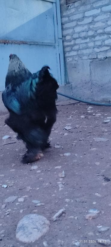 Грызуны: Продаю | Петух | Брама | Для разведения — 3