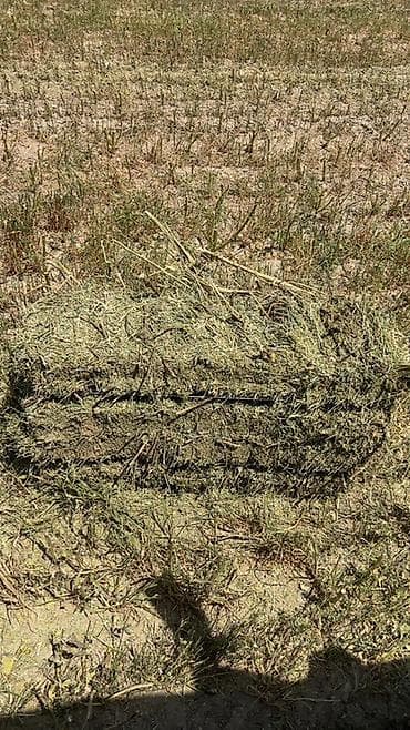 балык малёк: Сено в тюках (прямоугольные тюки). - Заготовлено из луговых трав. - — 1