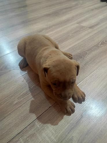 щенок немецкой овчарки купить: Питбуль, 1 месяц, Самец — 2