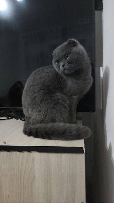 black cat: Шотландский котёнок, окрас сплошной голубой (серый). - Плюшёвая — 4