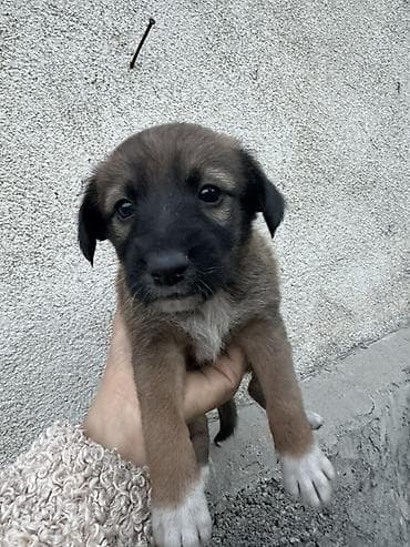 ветврач сокулук: Щенки в добрые руки 🐶 5 мальчиков и 3 девочки, возраст — почти 2 — 2