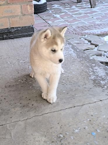 шенки алабая: Хаски, 1 месяц, Самка — 3