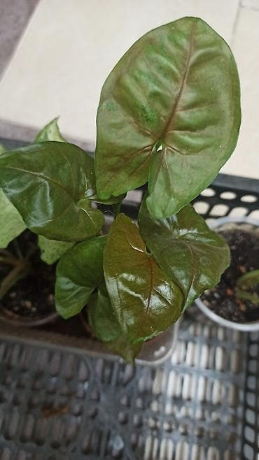 Смнгониумы детки, цена за штуку, район Ошского рынка, самовывоз