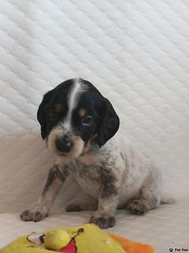 Аквариумы: Щенки русский Спанель мальчики с красивым крапом и яркими отметинами — 2