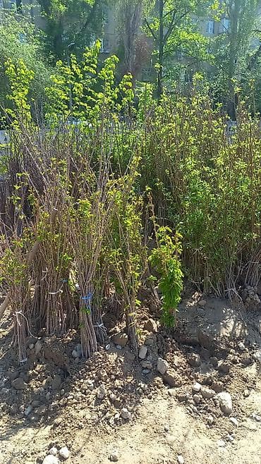 готовые пучки: Предлагаются к продаже пучки саженцев растений. Саженцы представлены в — 3