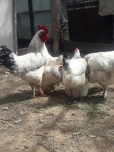 яйца куриные: Продаю | Куры | Полубрама, Домашняя, Хай-Лайн Браун | На забой, Для разведения, Несушки — 4