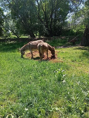 эшек жаныбар: Ослы – пара рабочих животных - Вид: эшек Эне баласы мн сатылат озунчо — 4