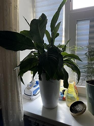Спатифиллум (Spathiphyllum), крупный взрослый экземпляр в декоративном — 2