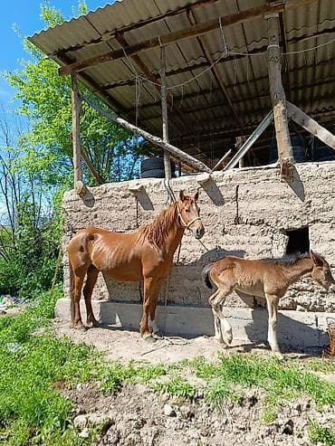 козу сатылат бишкек: Сатам | Бээ (ургаачы) | Аргын | Көбөйтүү үчүн | Асыл тукумдуу — 3