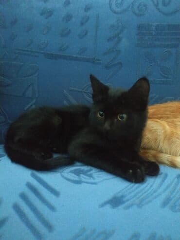 восточная ориентальная кошка: Ищу любящих, ответствен. заботливых хозяев для трех котят (3 мес.) с — 7
