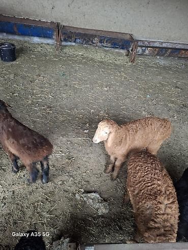 Продаю | Ягненок | На забой — 4