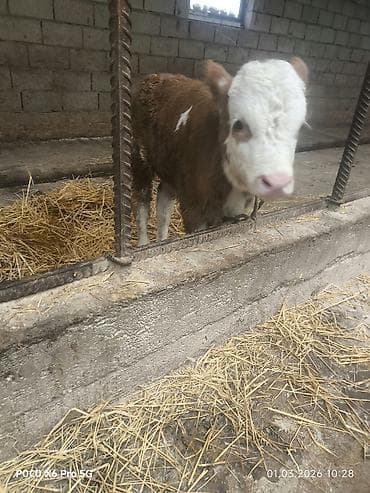 сено в караколе: Продаю | Музоо, торпок | На откорм | Привязанные — 3