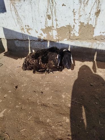 бычки каровы: Продаю | Баран (самец) | Для разведения — 4