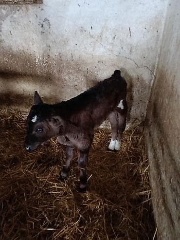 Продаю | Овца (самка) | Для разведения | Матка