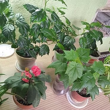 комнатная роза: Хлорофитум и гибискус (китайская роза) в горшках - Хлорофитум — 6