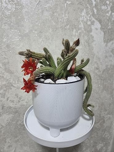 Бөлмө өсүмдүктөрү: Комнатные растения в горшках. - Суккуленты, сансевиерия, алоэ — 9