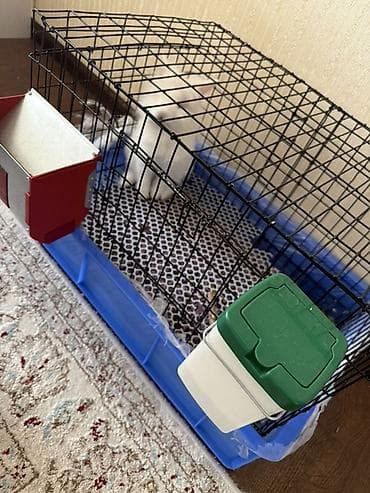 грызуны: Белый львиноголовый декоративный кролик с пушистой шерстью в — 4