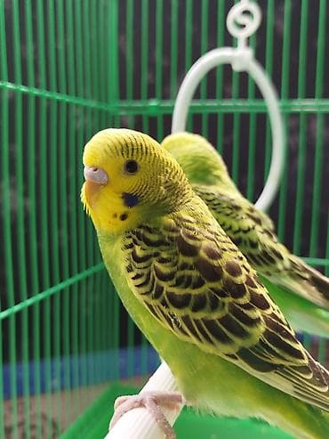 хомяк ош: Ассаламу алейкум Папугайлар пара🦜 сатылат! Клеткасы+жеми менен✅ — 3