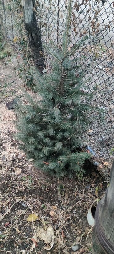садовый дом: Саженцы деревьев: Ели — 2