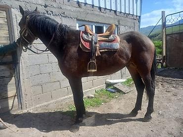 кошки мейн кун: Продаю | Конь (самец) | Английская — 2