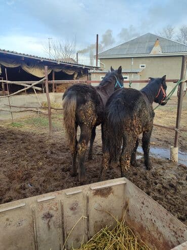 немецкая овчарка с родословной купить: Продаю | Жеребенок | Для разведения — 2