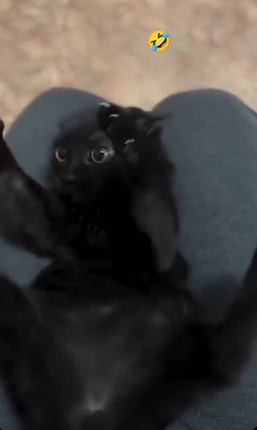 грызуны домашние: 2 месяца, Мальчик, Метис — 8