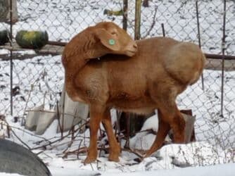 продажа щенков немецкой овчарки в бишкеке с документами: Продаю | Ягненок | Гиссарская, Эдильбаевская | На забой | Кастрированные — 8