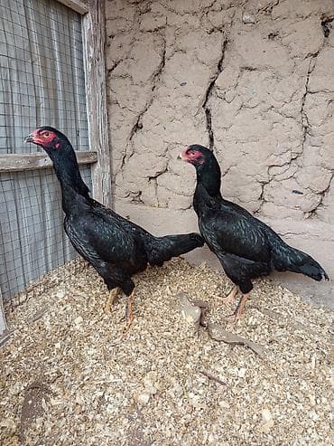 курица продаю: Продаю | Куры | Для разведения — 2