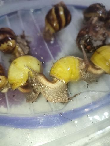 самые экзотические животные: Африканские улитки Ахатина фулика (вариации окраса: жёлтая/полосатая) — 4