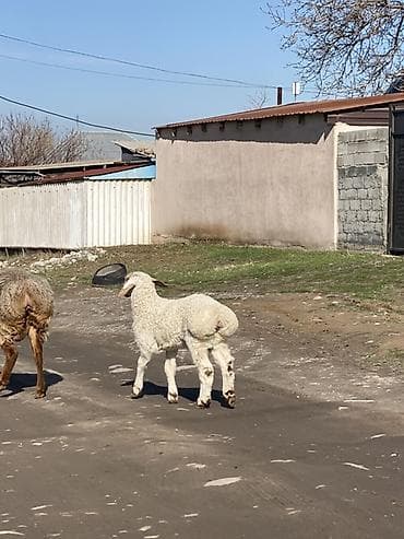 Животные: Продаю | Баран (самец) | Эдильбаевская | Для разведения | Племенные — 3