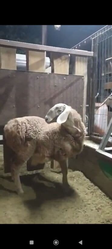 отдам котенка в добрые руки: Сатам | Козу, Кочкор (эркек) | Арашан | Көбөйтүү үчүн | Асыл тукумдуу — 1