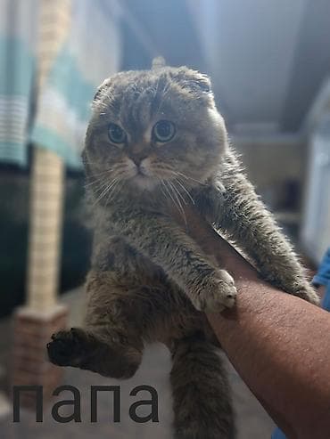 Шотландский вислоухий кот (указано: «папа») брон чистокровная