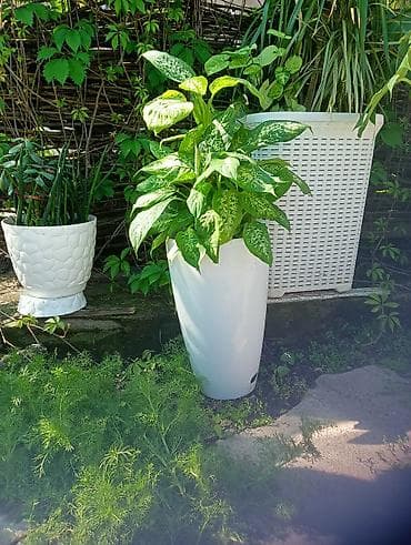 шефлера: Продаю Комнатные декоративно-лиственные растения в горшках. - — 2