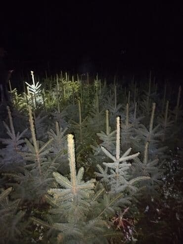 строительные ходули: Саженцы деревьев: Ели — 1