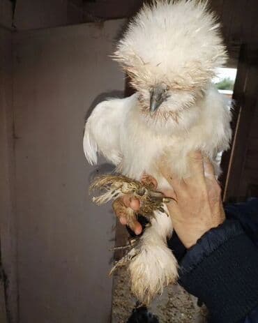 Грызуны: Продаю | Цыплята | Для разведения — 6