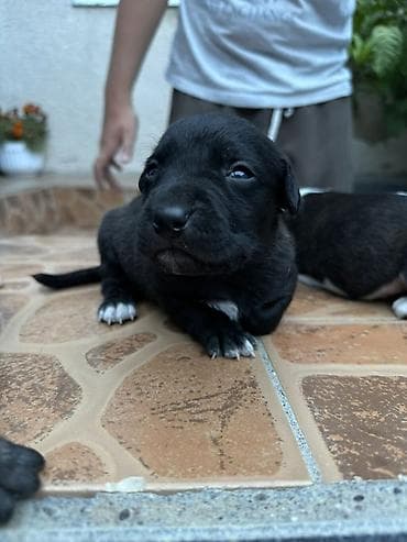 Собаки: 🐶 Продаются щенки породы питбуль 🐶 Предлагаются к продаже красивые — 2