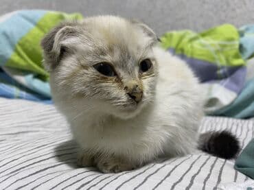 вислоухий котенок: Кошка даром: Скотиш Фолд (Шотландская вислоухая), 1 месяц, Девочка — 3