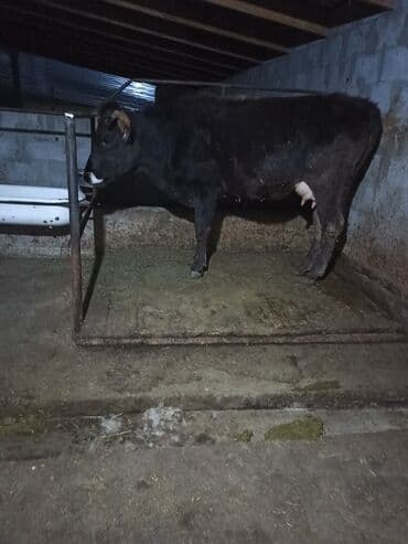 сколько стоит щенок хаски без документов: Продаю | Корова (самка) | Алатауская, Швицкая | Для разведения, Для молока | После отела — 5